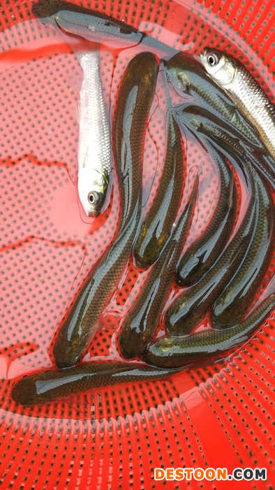 种苗批发-长江鲩鱼苗现在几钱-巩义鱼苗批发市场买卖网