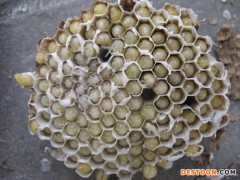 葫芦岛马蜂蜂蛹_葫芦岛胡蜂蜂蛹_葫芦岛大黄蜂蜂蛹