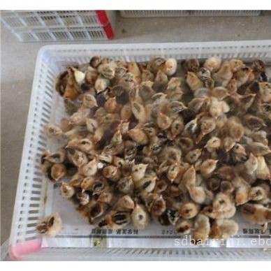 山东蛋鸡苗批发价格