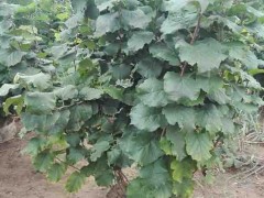 新风园艺  榛子苗  品种齐全  基地直销优质榛子苗  专业育苗  成活率高