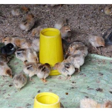 柴鸡小苗批发价格