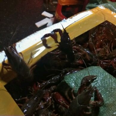 [供]潜江直发小龙虾，底板干净，肉质鲜美，质优价廉