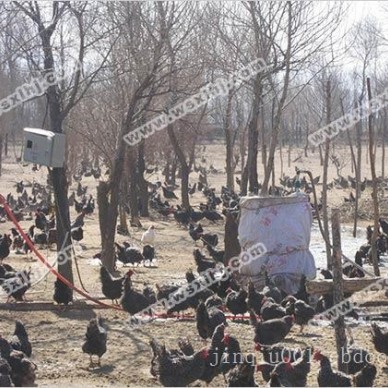 零下32度生态牧养芦花鸡