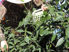 2019霄坑五队茶叶高山野生茶叶500g