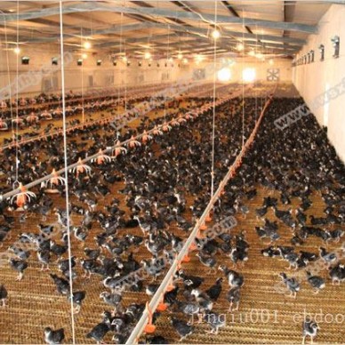 山东芦花鸡育成鸡苗