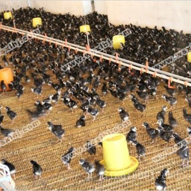 7日龄芦花鸡苗厂家