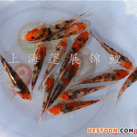 供应锦鲤鱼苗 台州锦鲤 台州蓬展001