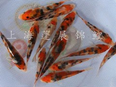 供应锦鲤鱼苗 台州锦鲤 台州蓬展001