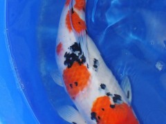 供应台州蓬展 001锦鲤   锦鲤鱼苗 台州锦鲤厂家 浙江