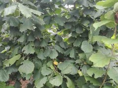 【新风园艺】 榛子苗   优质榛子苗  专业育苗  成活率高