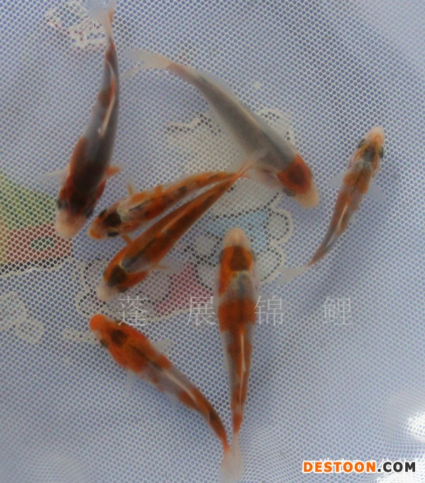 供应锦鲤鱼苗 台州锦鲤厂家台州蓬展