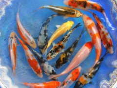 【蓬展】台州蓬展锦鲤  锦鲤鱼苗 台州 锦鲤厂家  锦鲤批发 厂家直销  值得信赖