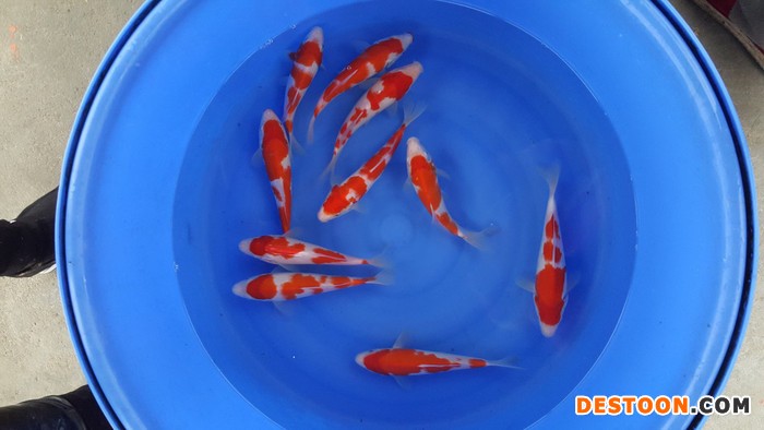 供应锦鲤鱼苗 台州锦鲤 台州蓬展