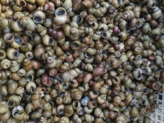 招商加盟首创5公斤 田螺剪尾福寿螺    石螺去尾   清洗剪尾一体机