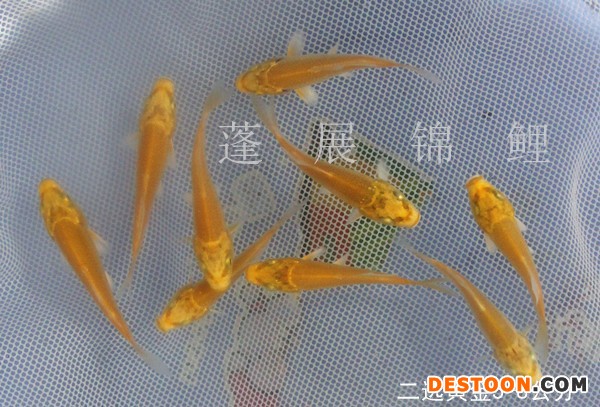 供应台州蓬展锦鲤 001   锦鲤鱼苗 台州锦鲤厂家