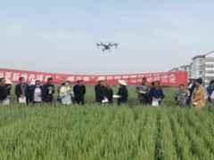 全市小麦品种更新换代暨田间管理现场培训会在耀州区关庄村召开