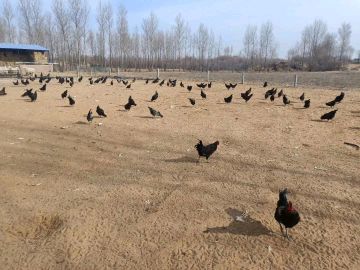 [供]纯粮食散养的杂交公鸡，肉质鲜嫩，营养价值丰富！