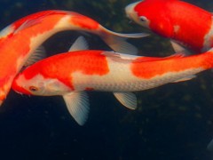 供应  锦鲤鱼苗批发  台州蓬展 锦鲤鱼苗