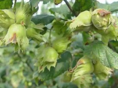 【新风园艺】 榛子苗  品种齐全  基地直销  优质榛子苗  专业育苗  成活率高