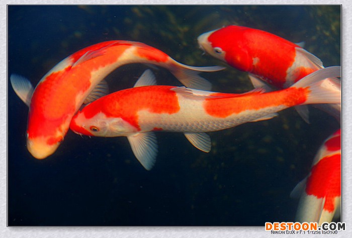 供应【台州蓬展锦鲤】  锦鲤批发 台州锦鲤厂家 锦鲤