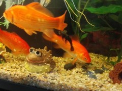 供应台州蓬展 001   锦鲤鱼苗 台州锦鲤厂家 浙江锦鲤  鱼苗