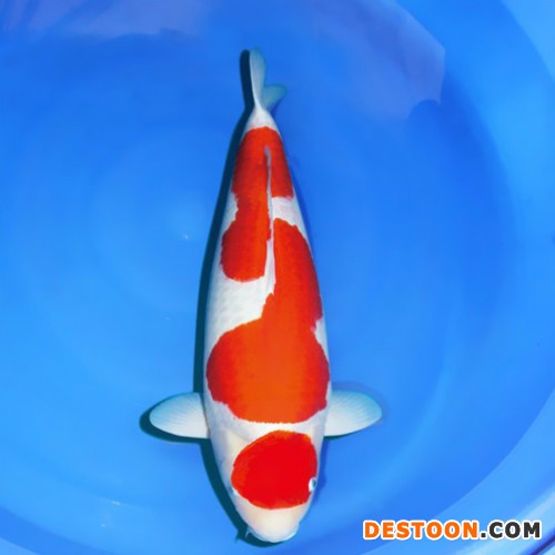 【蓬展】台州蓬展锦鲤  锦鲤鱼苗 台州 锦鲤厂家  锦鲤批发  厂家直销 值得信赖  质优价廉