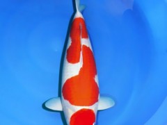 【蓬展】台州蓬展锦鲤  锦鲤鱼苗 台州 锦鲤厂家  锦鲤批发  厂家直销 值得信赖  质优价廉