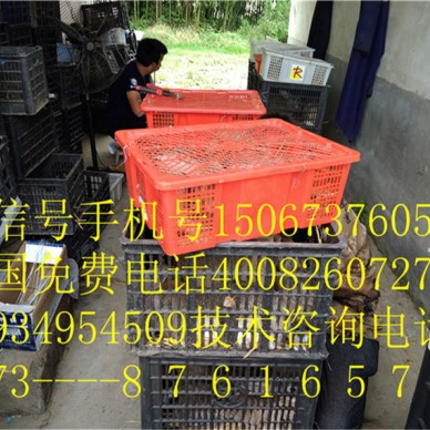 昆明东川肉兔种兔销售培训技术