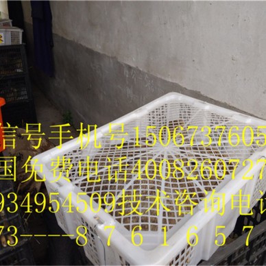 嘉兴秀洲野兔养殖场供应