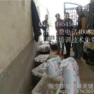 湛江种兔养殖比利时野兔基地品牌厂家