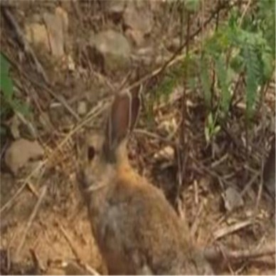 贵州黔东南草食家畜比利时野兔种兔适合山区饲养