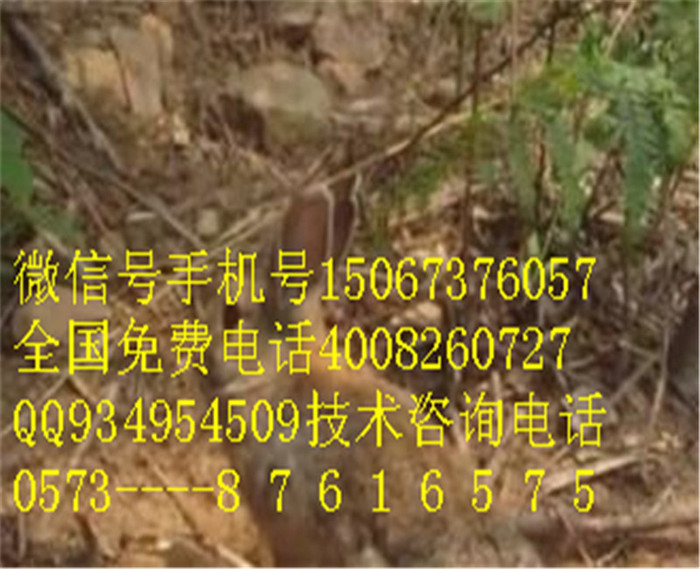 不养生猪不如养殖杂交野兔