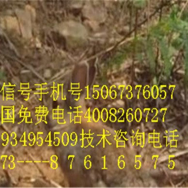 不养生猪不如养殖杂交野兔