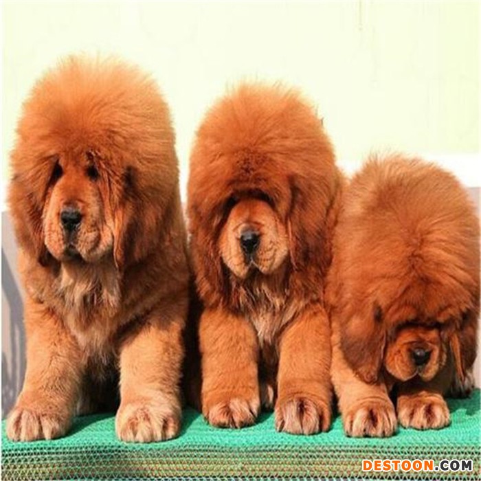 恒发 出售金毛宠物活体 出售金毛宠物活体 宠物批发 价格面议