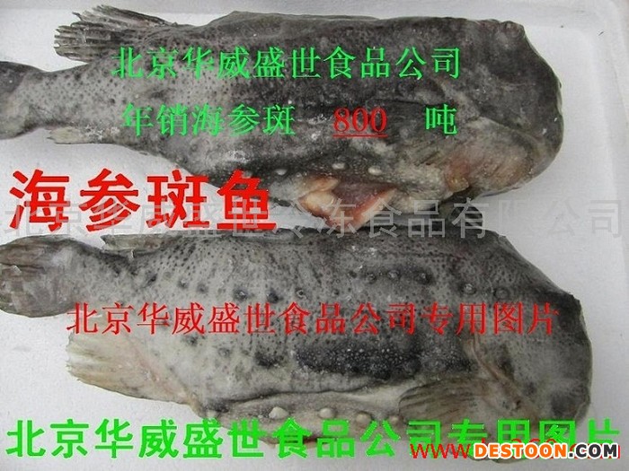 供应华威盛世1＊10kg海参斑 ，批发冰岛海参斑