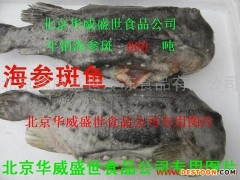 供应华威盛世1＊10kg海参斑 ，批发冰岛海参斑