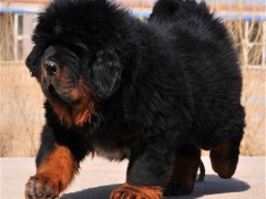 恒发 金毛宠物活体 狮王红色藏獒幼犬 宠物 放心购买 狗狗活体 价格面议