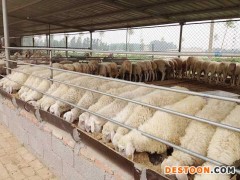 小尾寒羊羊养殖 小尾寒羊鸿霞 牛羊养殖场厂家直销  小尾寒羊价格  养殖技术专业