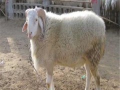 晟成牧业 小尾寒羊公羊