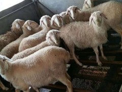嘉兴汇欣羊业  湖羊养殖