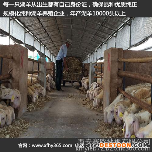 天津湖羊养殖_辉煌牧业(图)_湖羊养殖技术