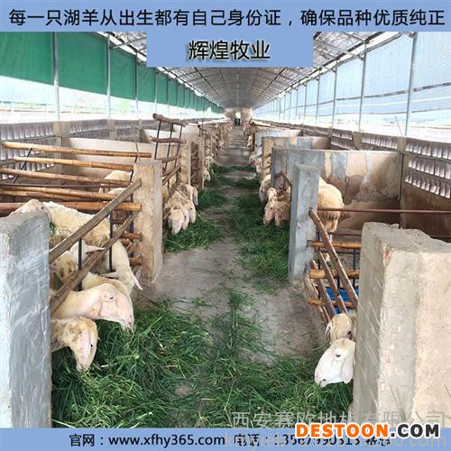 宁夏湖羊养殖_辉煌牧业_湖羊养殖赚钱吗