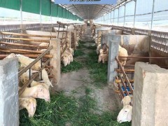 宁夏湖羊养殖_辉煌牧业_湖羊养殖赚钱吗