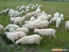 贵州省石阡县湖羊养殖基地