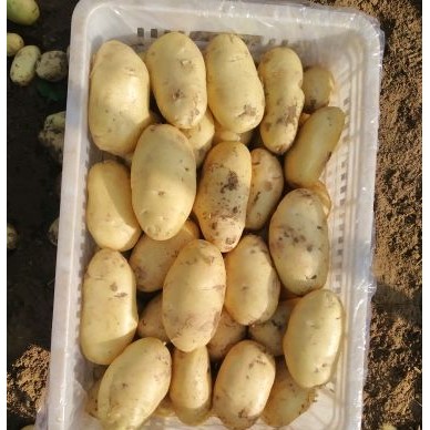 [供]出售优质荷兰土豆