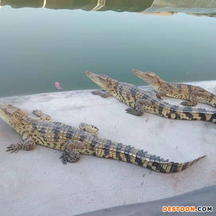 佑赢养殖 鳄鱼养殖 大鳄鱼  鳄鱼公母  鳄鱼养殖 大鳄鱼 面议