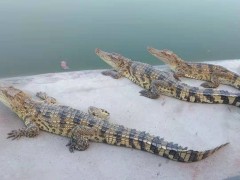 佑赢养殖 鳄鱼养殖 大鳄鱼  鳄鱼公母  鳄鱼养殖 大鳄鱼 面议