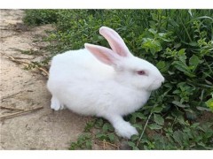 德利牧业  长毛兔 肉兔 肉兔 厂家