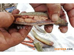 泥鳅种苗批发-天津泥鳅种苗-有良泥鳅养殖基地