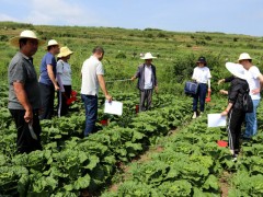 威宁：大白菜优秀品种“抗根灵”单季亩产7106.85公斤